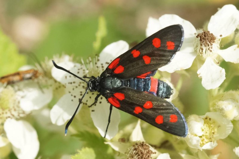 Zygaena dorycnii