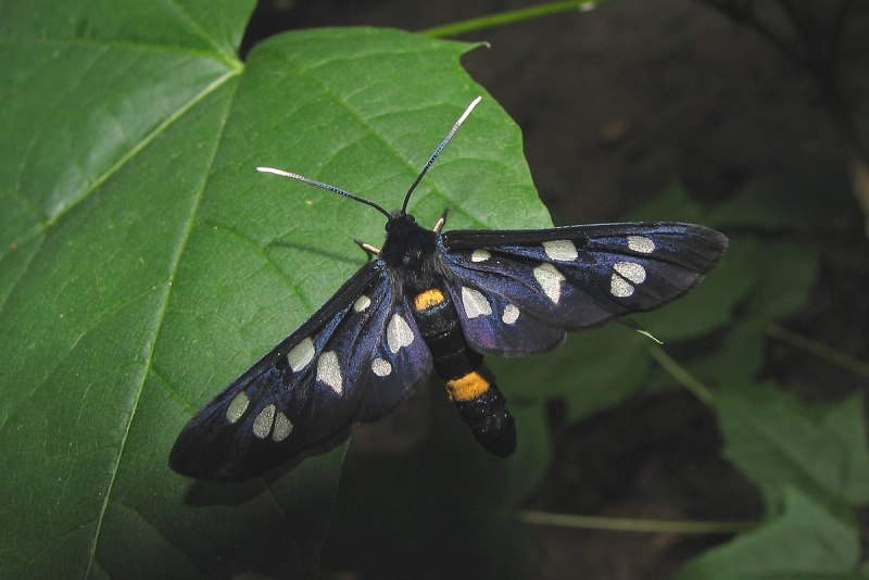 Пестрянка ложная черноусая (amata nigricornis)