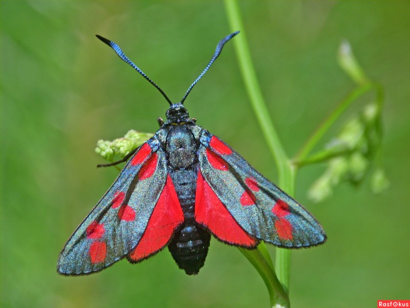 Пестрянка таволговая Zygaena filipendulae