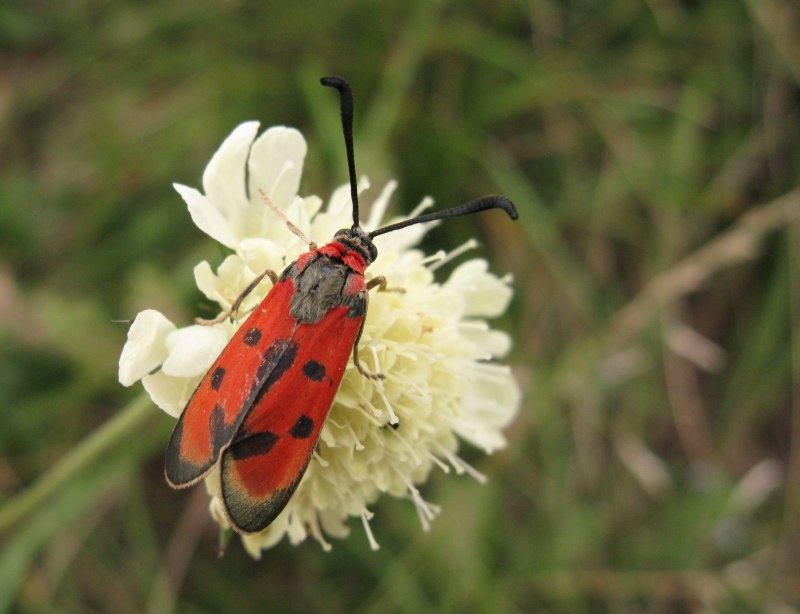 Zygaena Laeta