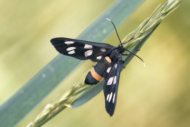 Лжепестрянка amata nigricornis.