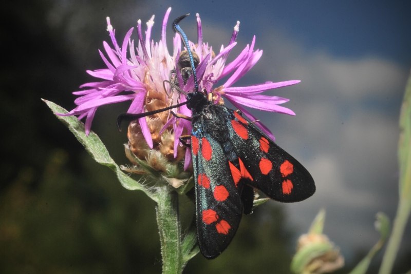 Zygaena filipendulae