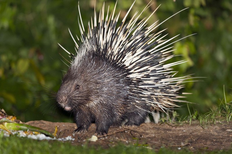 Дикобраз hystrix cristata