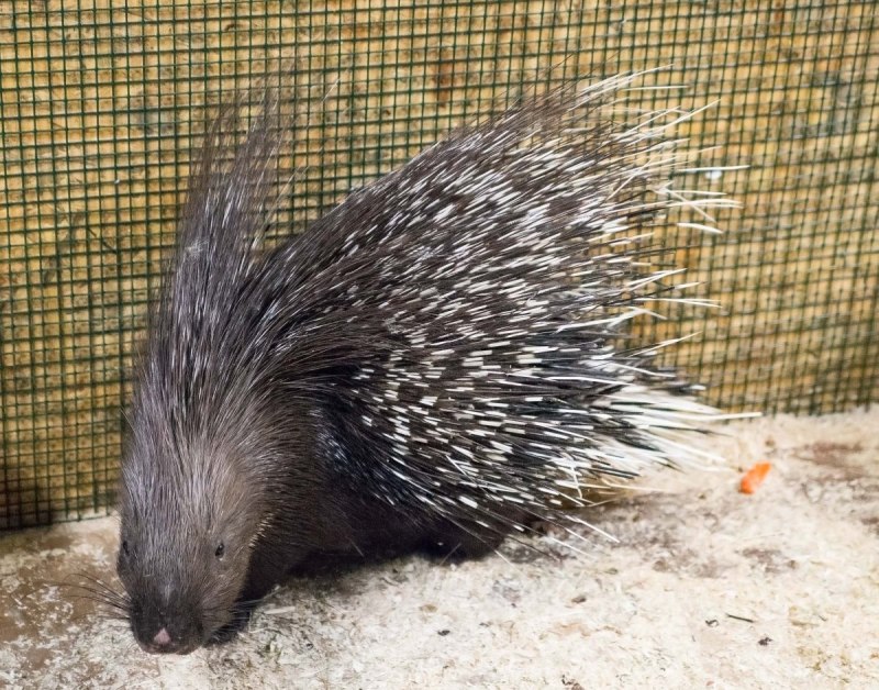 Индийский Дикобраз hystrix Indica