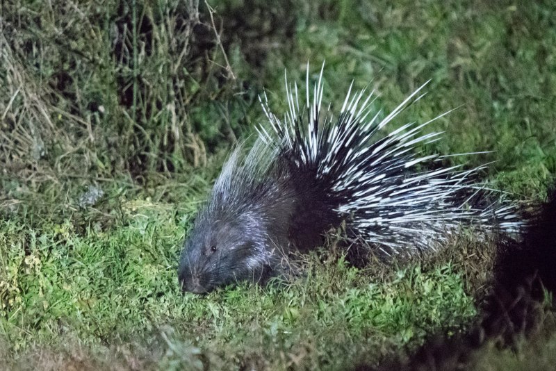 Индийский Дикобраз hystrix Indica