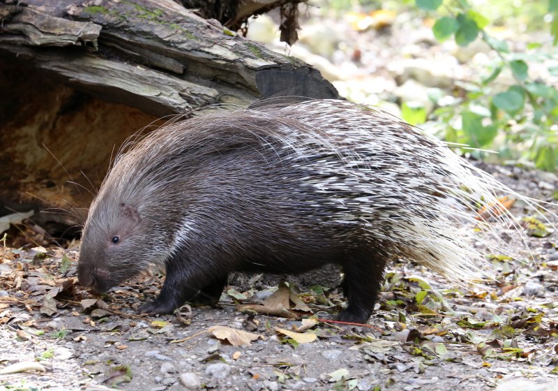 Индийский Дикобраз hystrix Indica