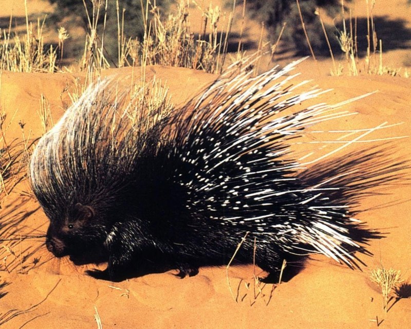 Гребенчатый Дикобраз hystrix cristata