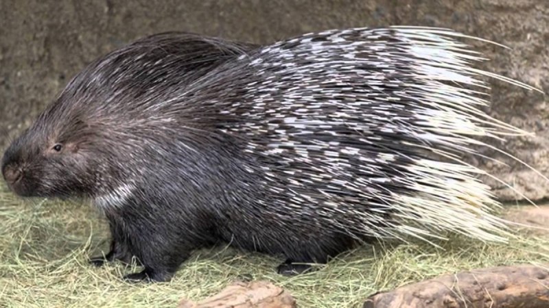 Индийский Дикобраз hystrix Indica