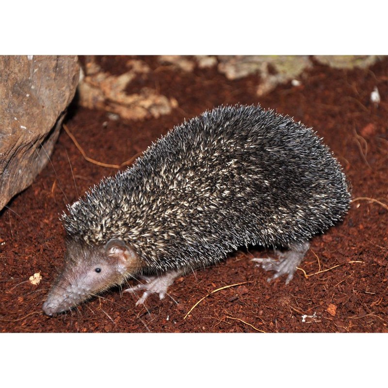 Setifer setosus