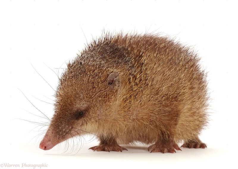 Tailless Tenrec