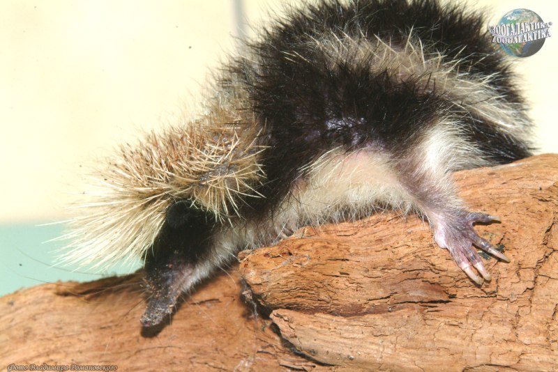 Полосатый тенрек (Hemicentetes semispinosus)