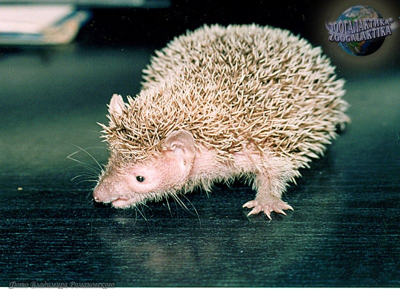 Малый тенрек Echinops telfairi