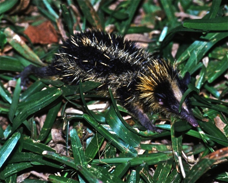 Полосатый тенрек (Hemicentetes semispinosus)