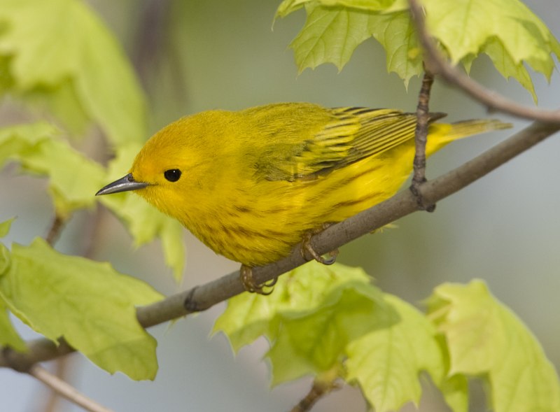 Жёлтая древесница (Dendroica petechia)