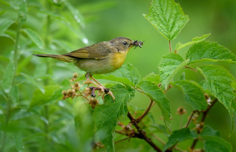 Желтогорлый певун (Geothlypis trichas)