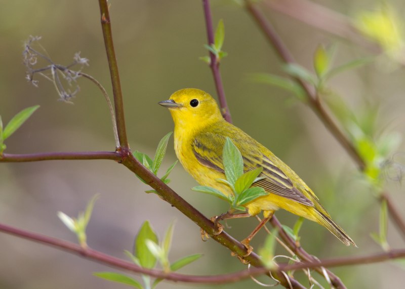 Жёлтая древесница (Dendroica petechia)
