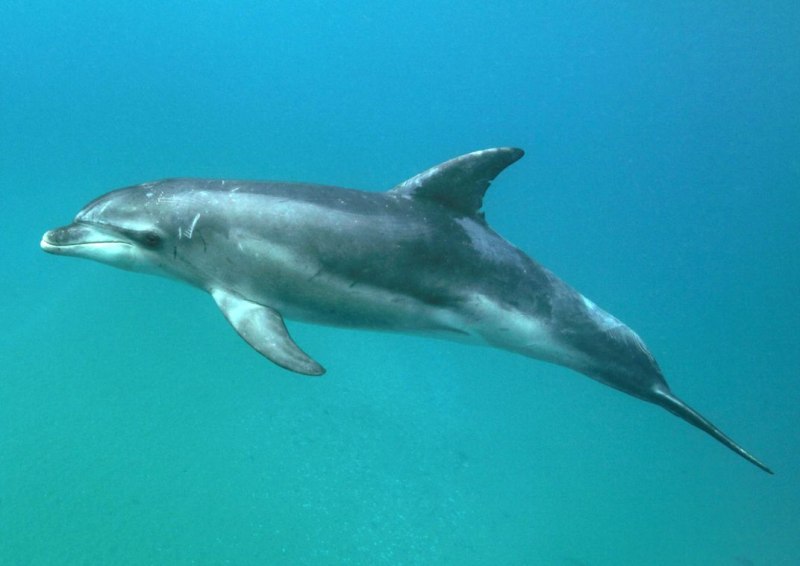 Афалина (Tursiops truncatus)