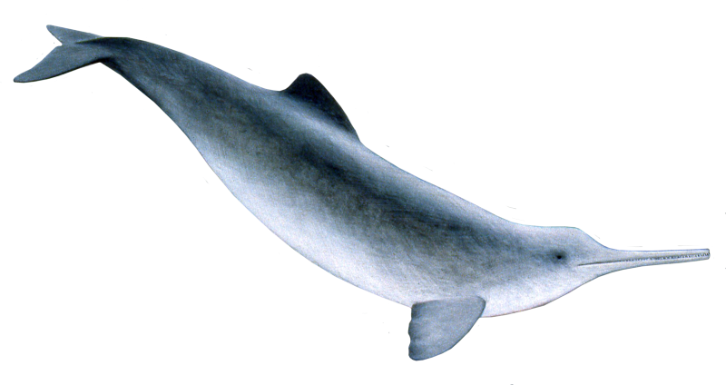 Pontoporia blainvillei