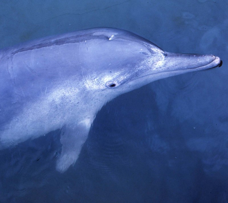 Indo-Pacific Humpback Dolphin