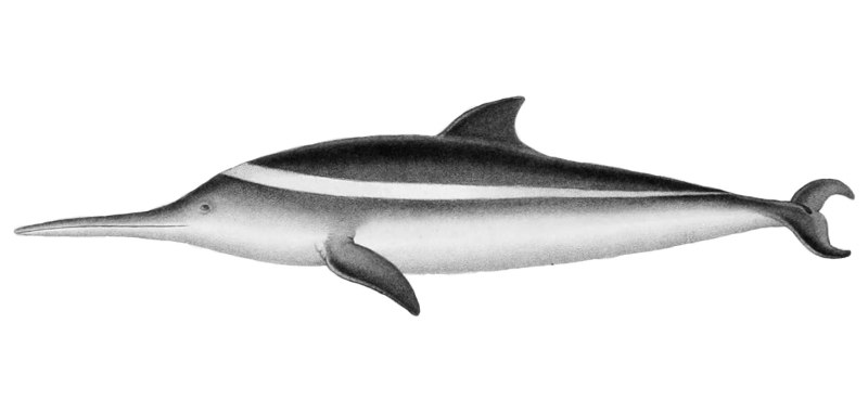 Pontoporia blainvillei