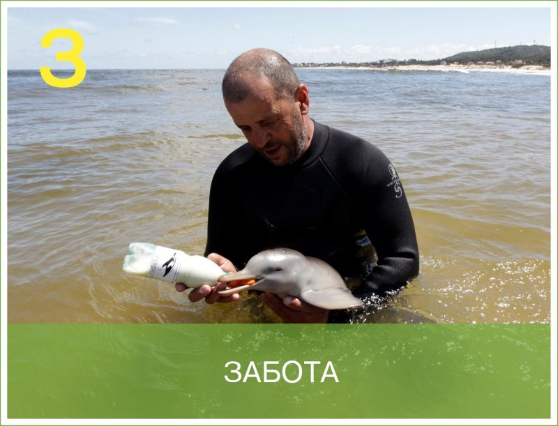 Спасение дельфиненок