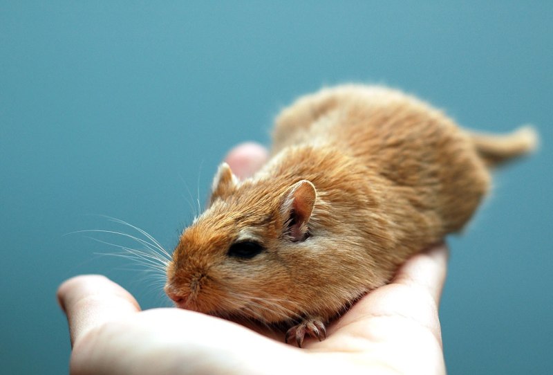 Gerbil Песчанка
