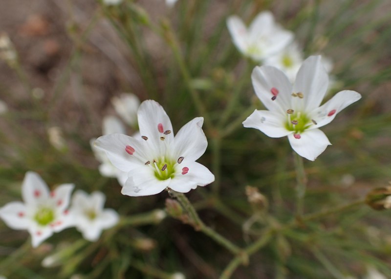 Eremogone juncea