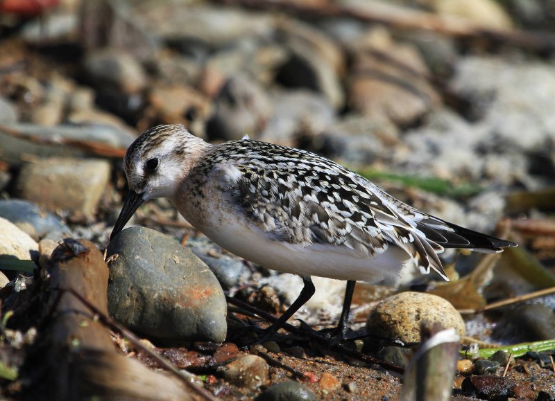 Бекасовые. Песчанка (Calidris Alba)