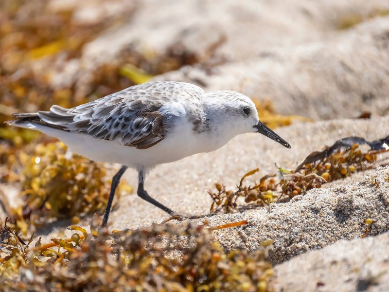 Calidris Alba