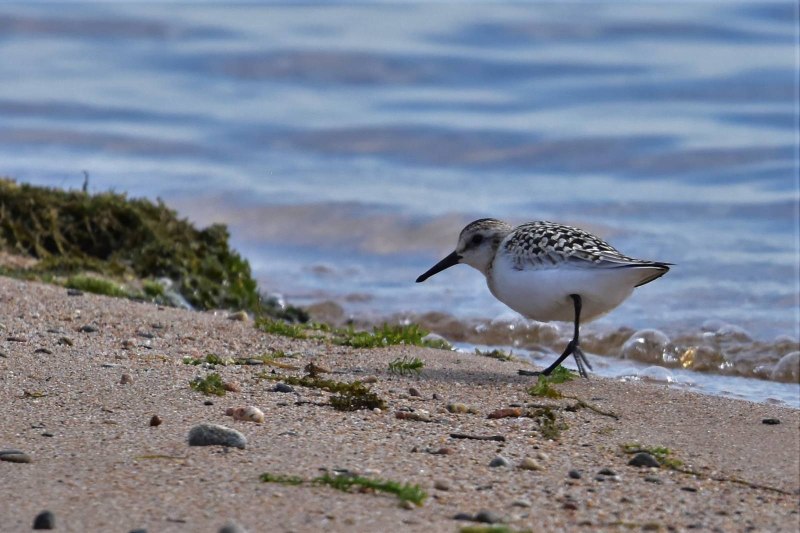 Песчанка Calidris Alba