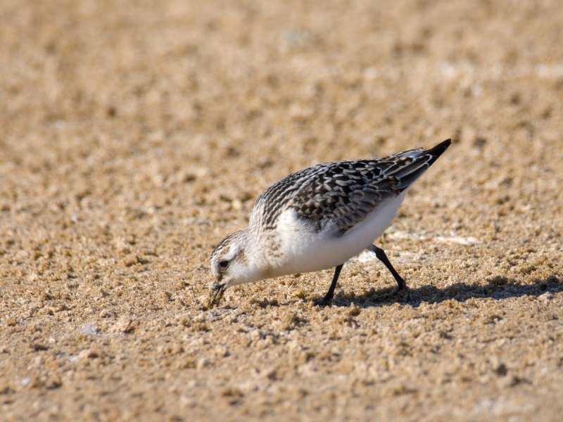 Песчанка Calidris Alba