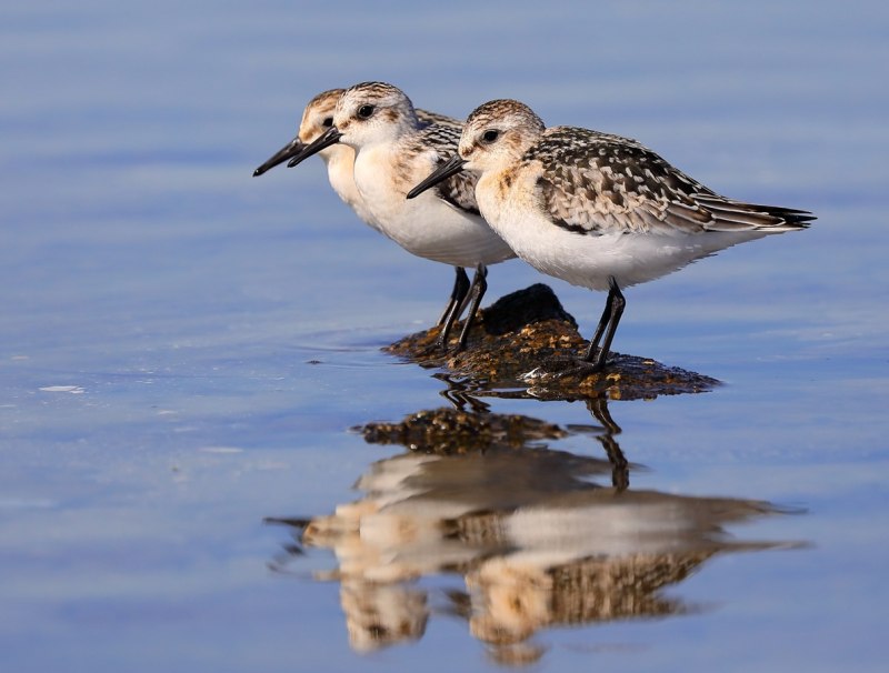 Сандерлинг ( Calidris Alba )