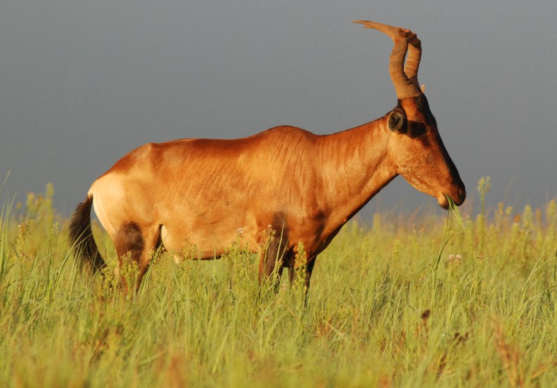 Alcelaphus buselaphus CAAMA