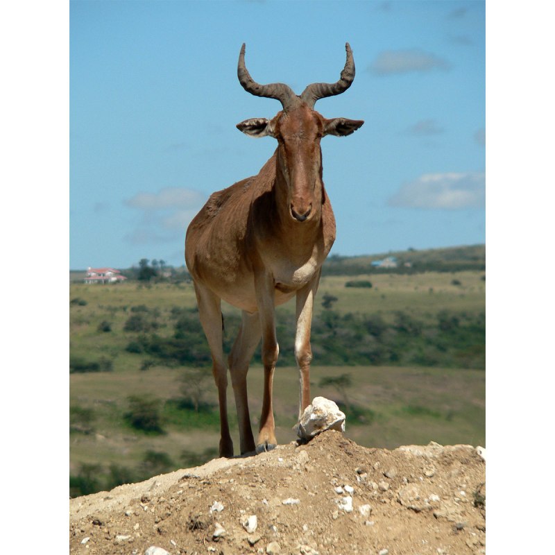 Alcelaphus buselaphus