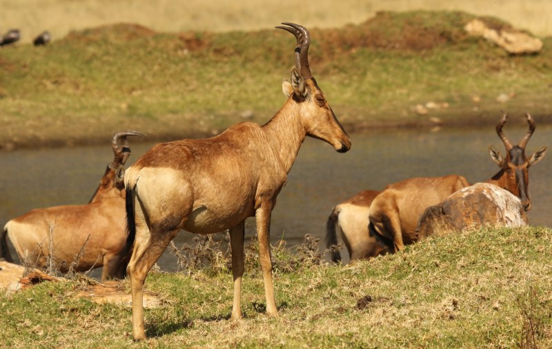 Alcelaphus buselaphus CAAMA
