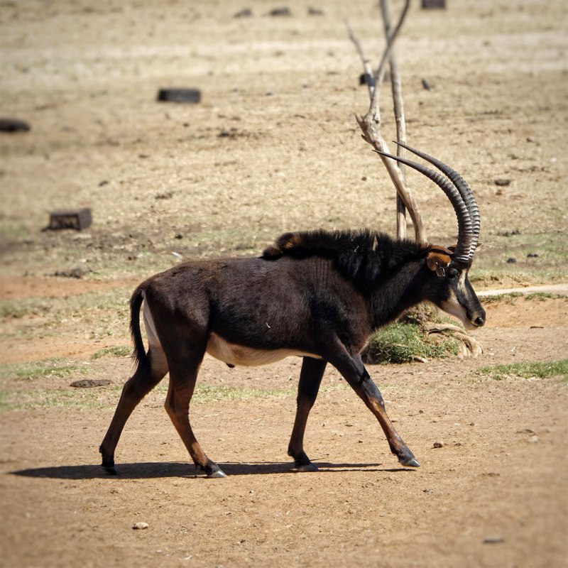 Антилопа Лошадиная (Hippotragus equinus)