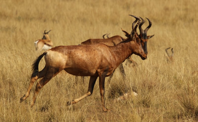 Alcelaphus buselaphus