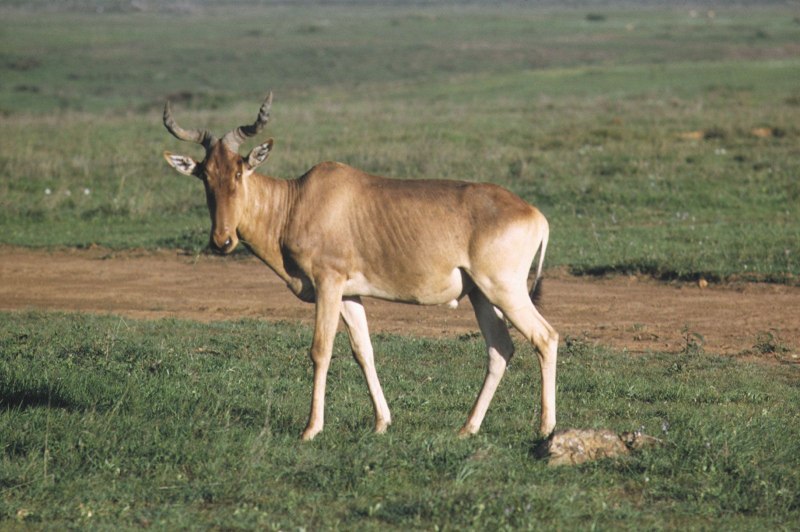 Alcelaphus buselaphus