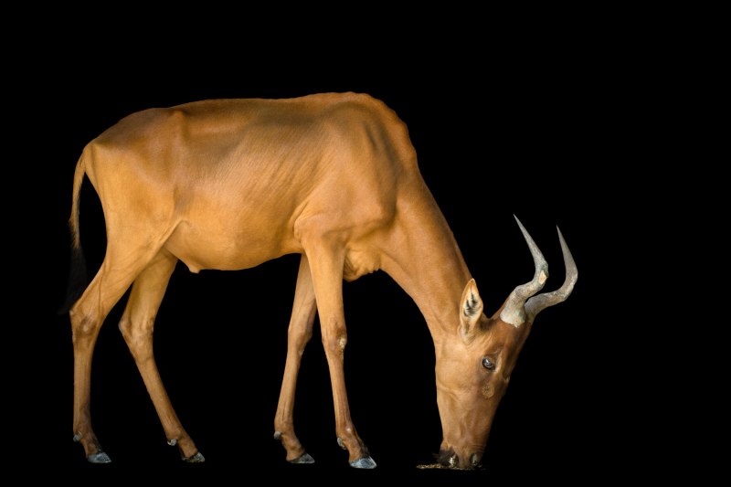 Lelwel hartebeest
