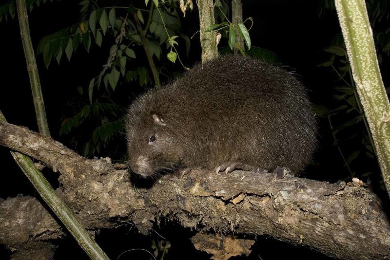 Hispaniolan Hutia