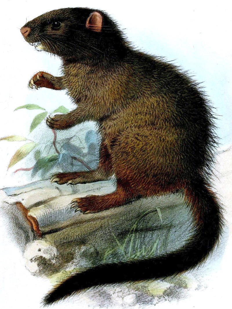 Mysateles melanurus