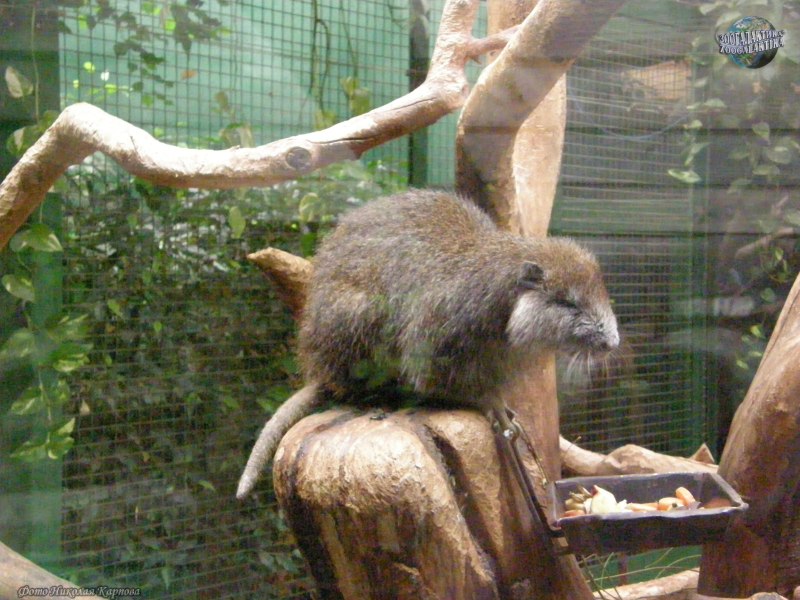 Capromys pilorides