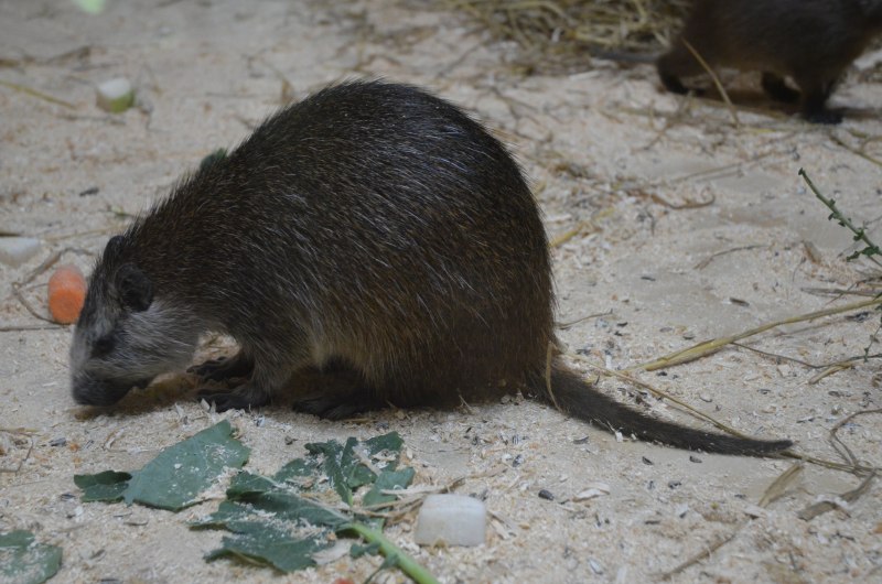 Capromys pilorides