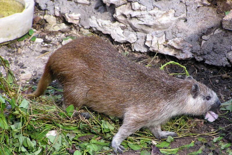Capromys pilorides