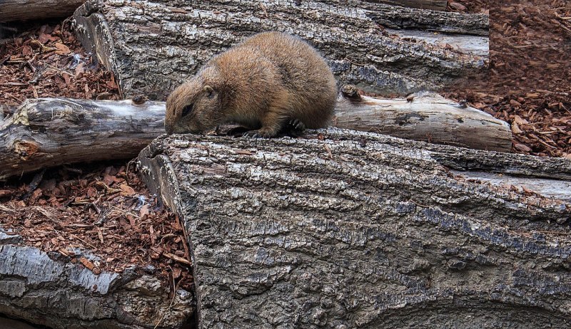 Cynomys ludovicianus