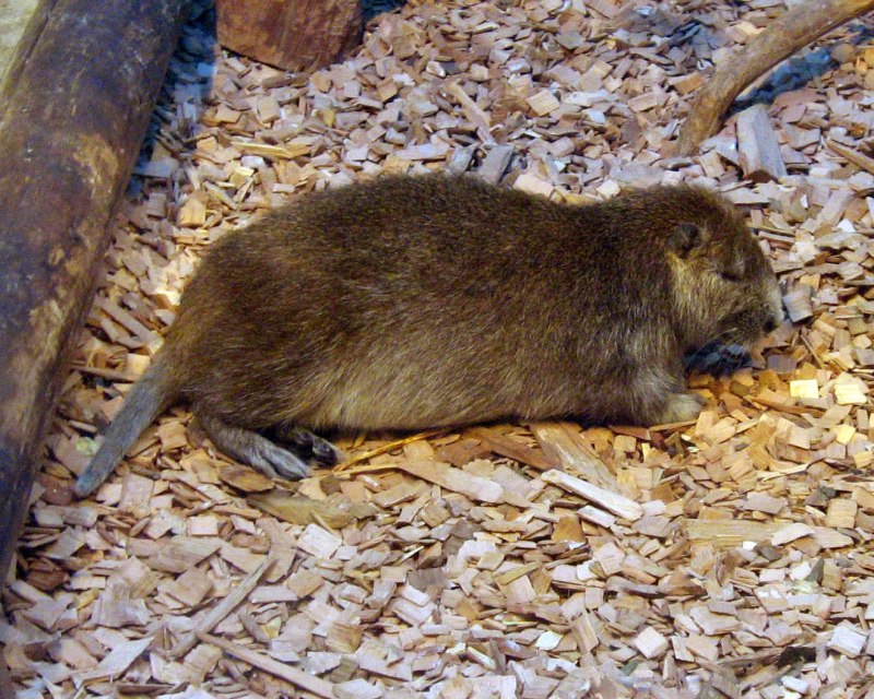 Capromys pilorides