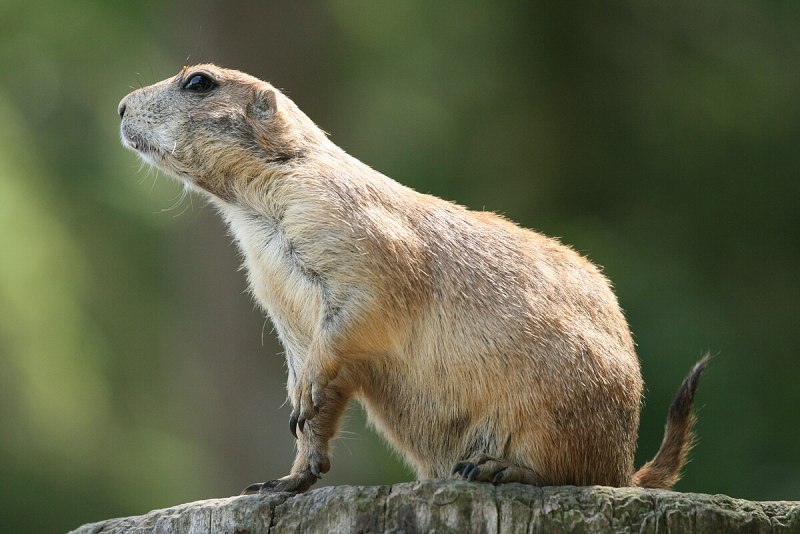 Cynomys ludovicianus