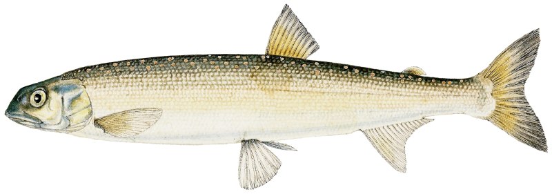 Prototroctes maraena