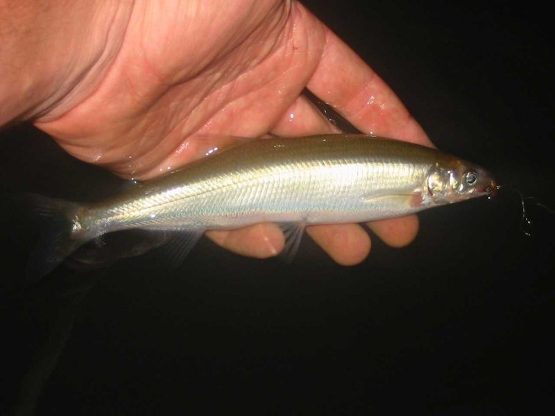 Australian Grayling Prototroctes maraena