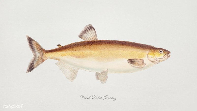 Prototroctes maraena